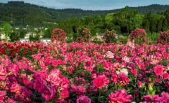 五一赏月季花海+欢乐遛